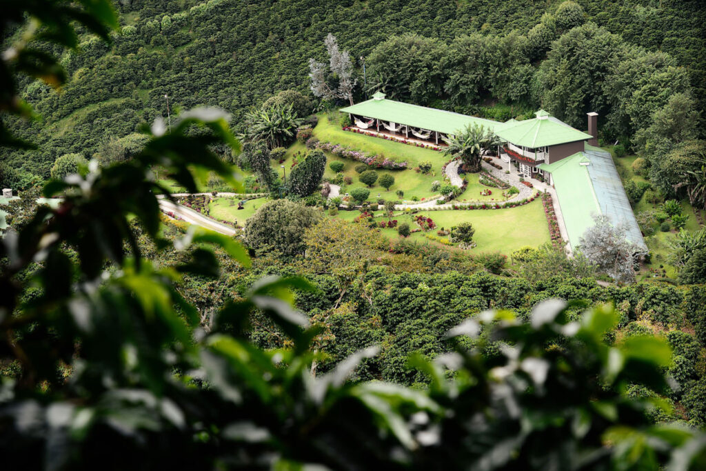 yucca universal yucca schidigera en cafetaleras chiriqui panama | Yucca Universal