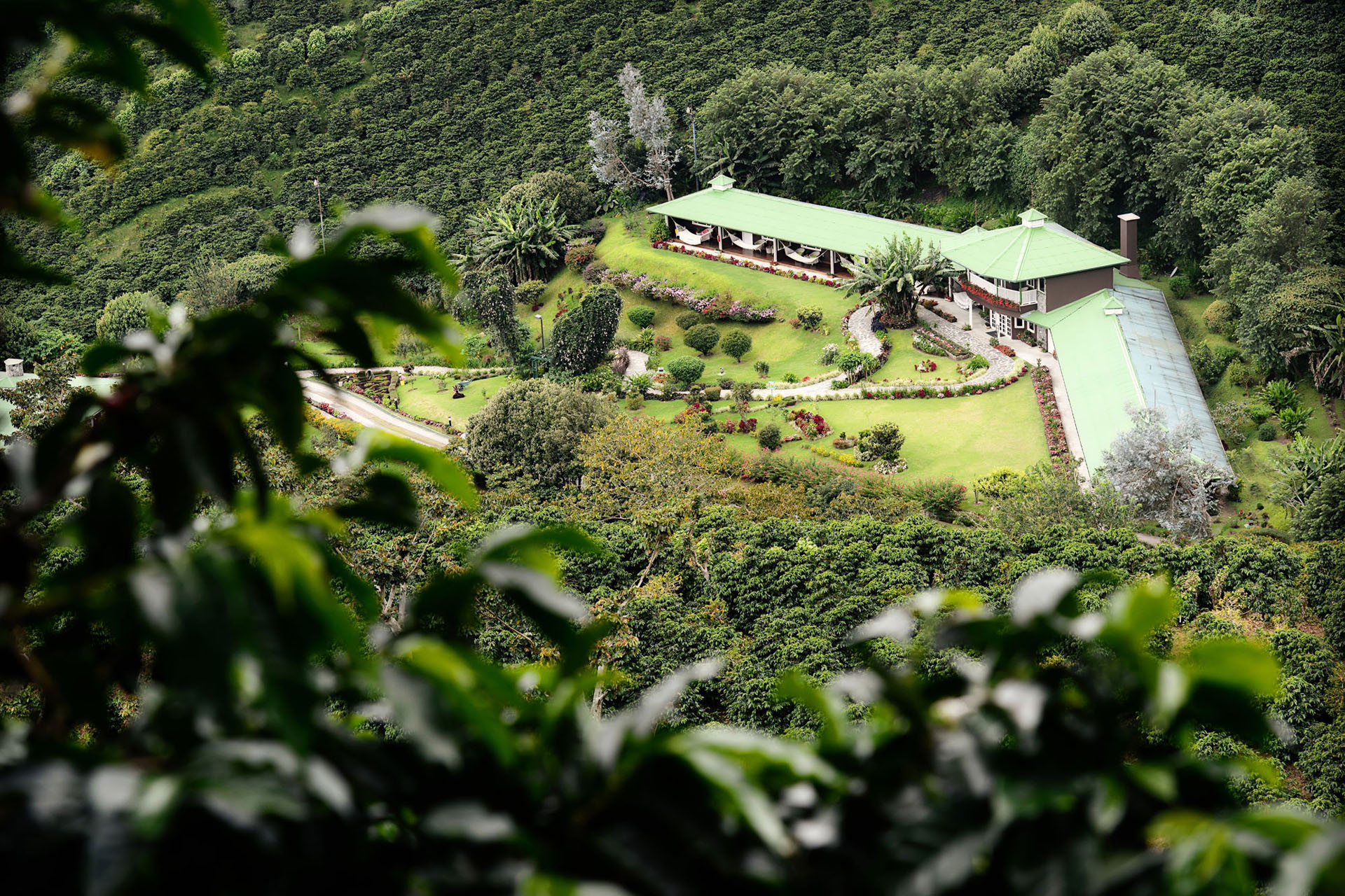 Yucca schidigera como apoyo para mejorar la productividad del suelo en cafetales de Chiriquí 1 | Yucca Universal yucca universal yucca schidigera en cafetaleras chiriqui panama | Yucca Universal